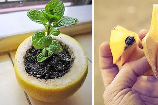 4 гениальных трюка для твоего сада! Не могу нарадоваться результатом…