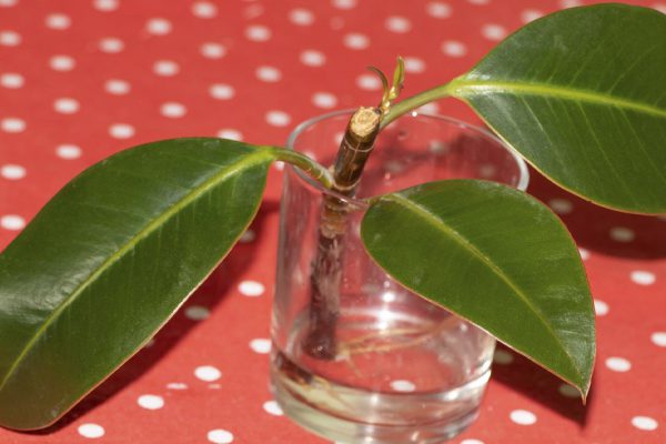 Любой черенок мгновенно обрастет корнями, если добавить в воду один ингредиент