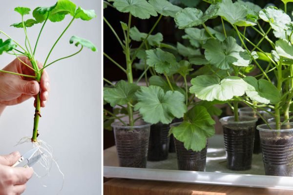 Крестная показала способ укоренить герань, корни растут будто щетка, жаль, что не знала об этом раньше