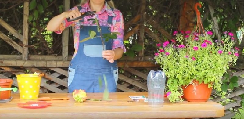 как укоренить розу из букет