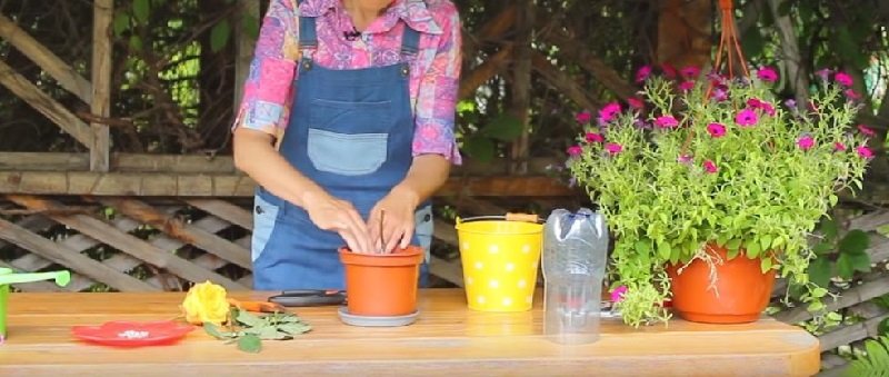 как укоренить розу из букет