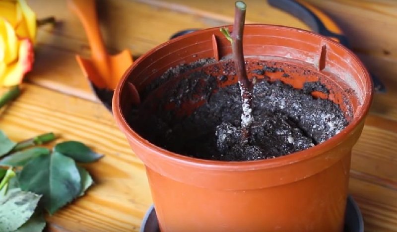 как укоренить розу из букет