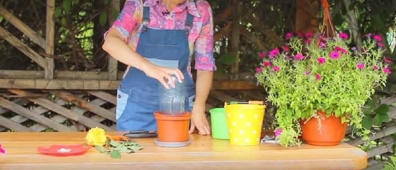 как укоренить розу из букет