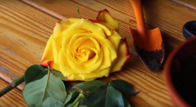 как укоренить розу из букет