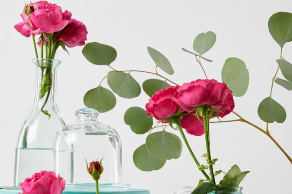 Как укоренить розу из букета
