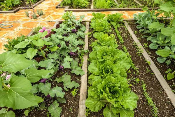 Украшение двора овощными грядками