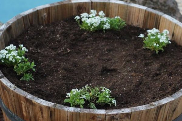 Как пристроить старую бочку в саду