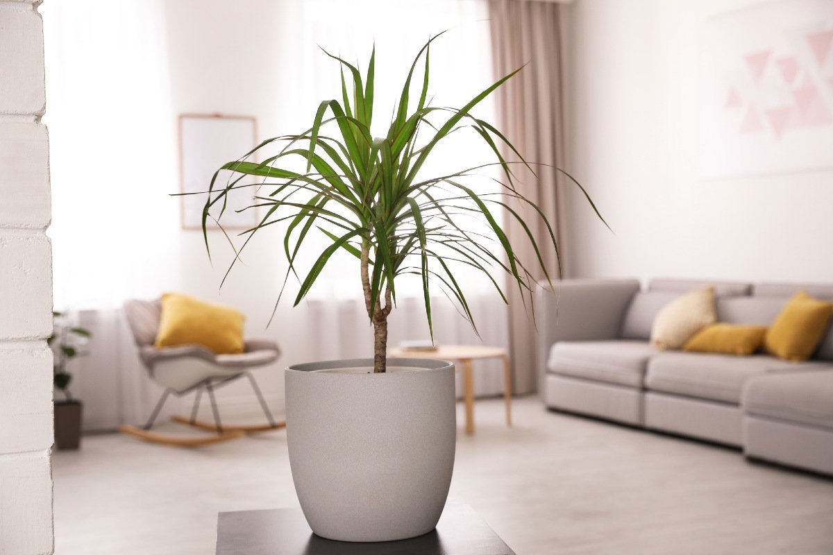 какие комнатные растения увлажняют воздух в квартире