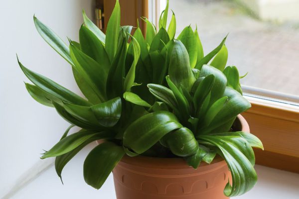 Животворящие комнатные цветы, что увлажняют воздух