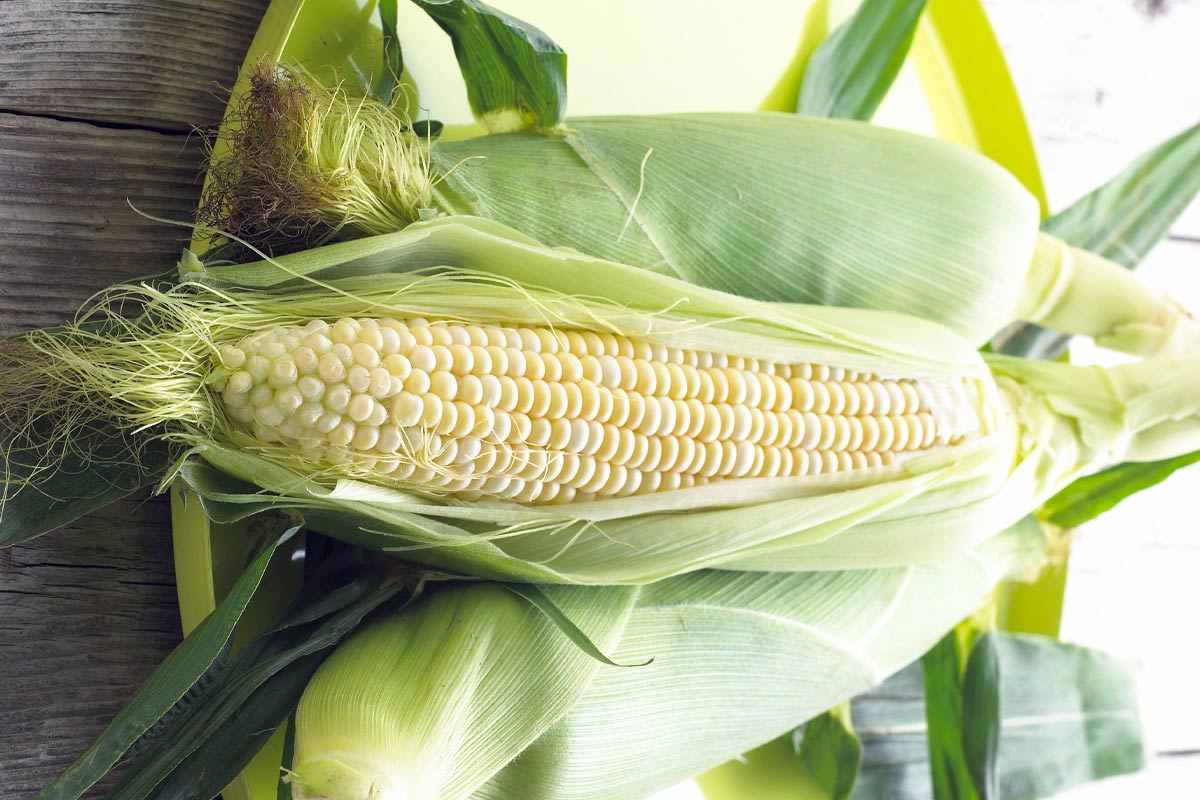 Попробовали в Украине кукурузу с соленым салом, по-другому теперь не едим кукурузу, кукурузы, можно, варить, кукуруза, только, нужно, лучше, будет, совсем, молодую, минут, кастрюлю, листьев, может, початки, потом, Причем, советуем, кастрюли