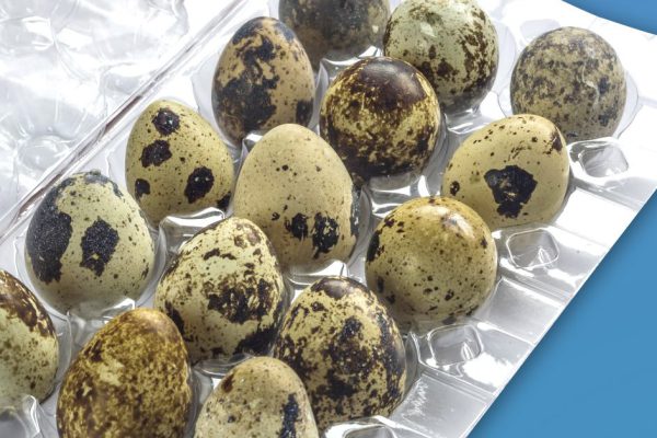 Как научиться варить перепелиные яйца