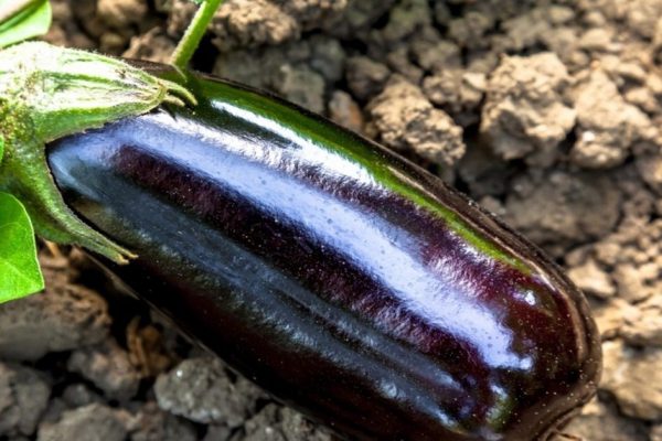 Холодные закуски из овощей