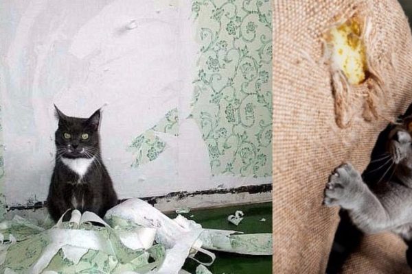 Как отучить кота портить обои и мебель? Совет, который изменил мою жизнь…