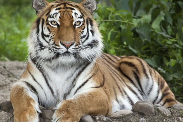 Чтобы не обидеть Голубого Тигра, выбрасываю статуэтки быка и крысы, несу на мусорку прочий хлам