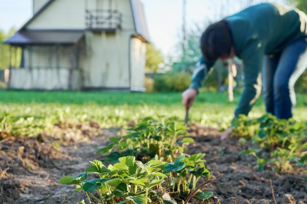 Woman weeding the strawberry beds in the garden with a country house on the background at springtime