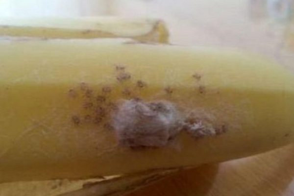 Заметите что-то подобное — ни в коем случае не трогайте! Сообщите сотрудникам магазина и уходите прочь!