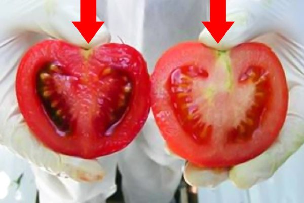 Каждый день мы едим яд! Вот как отличить помидоры с ГМО от натуральных…