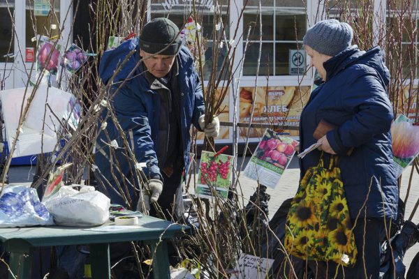 Торопливо выбрал подозрительный саженец, из него выросла лучшая яблоня в моем саду