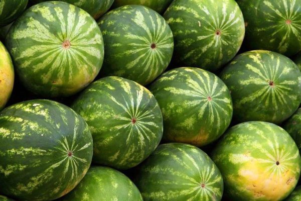 Почему арбузы «девочки» слаще других и как их выбрать