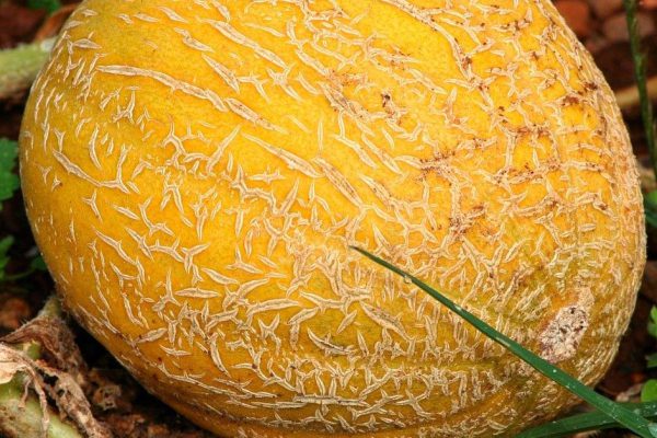 Как выбрать самую сладкую дыню на прилавке