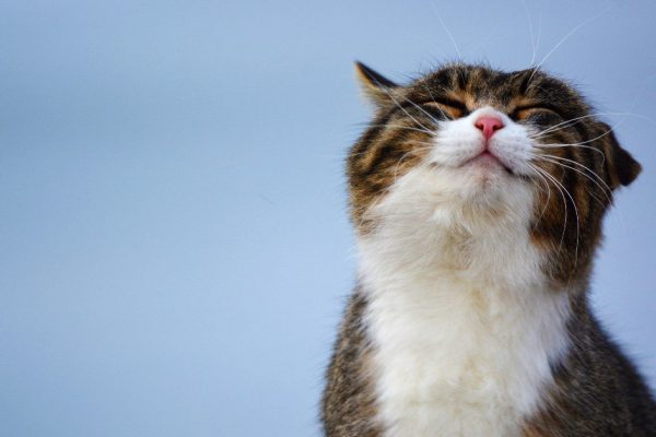 Чистоплотные породы кошек, что не будут пахнуть и линять