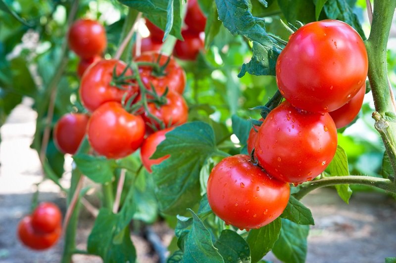 Как выращивать домашние помидоры