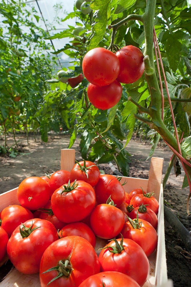 как выращивать помидоры
