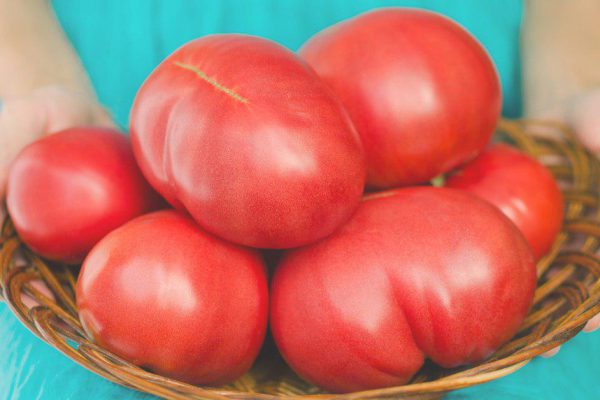 Тонкости выращивания домашних помидоров