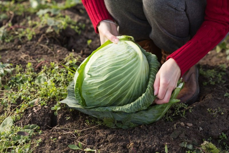 Как выращивать капусту в открытом грунте