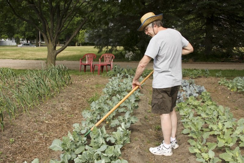 Как выращивать капусту в открытом грунте