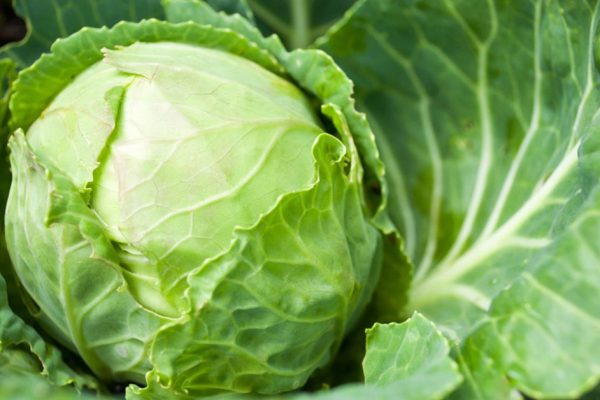 cabbage head growing on the vegetable bed