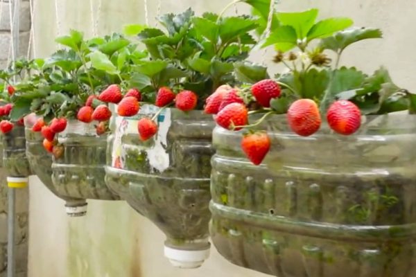 Своего сада у меня нет, но клубнику на даче собираю ведрами, сейчас покажу, что придумала