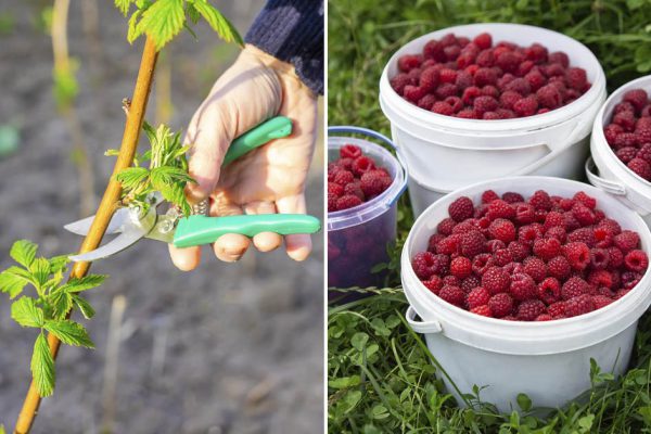 Малина завалит тебя урожаем, если будешь скрупулезно придерживаться следующих правил