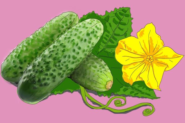 Как вырастить 1000 огурцов на 1 м²: простые секреты.