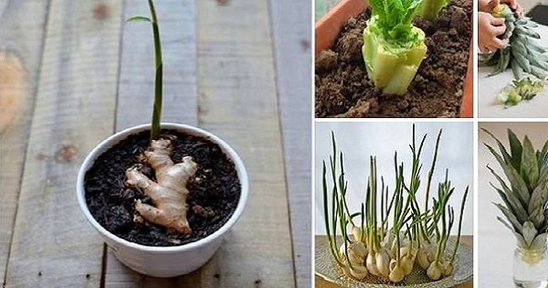 16 овощей, которые без труда можно вырастить дома. Ждать лета теперь не придется!