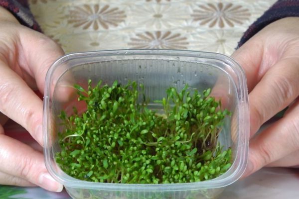 Всё о зелени на подоконнике для робких дилетантов