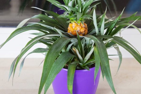 Как вырастить ананас дома и создать тропический уголок