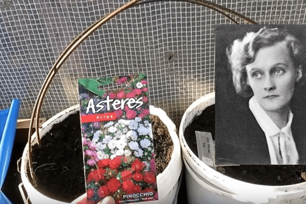 Как вырастить астры в ведрах