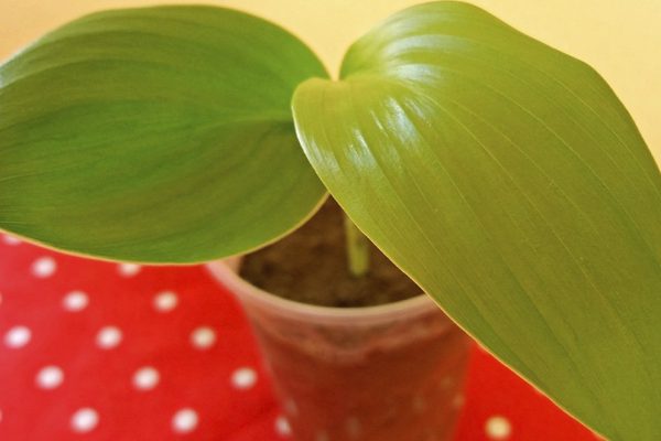 Гости выспрашивают, как мне удалось вырастить банан в домашних условиях, а скрывать тут нечего