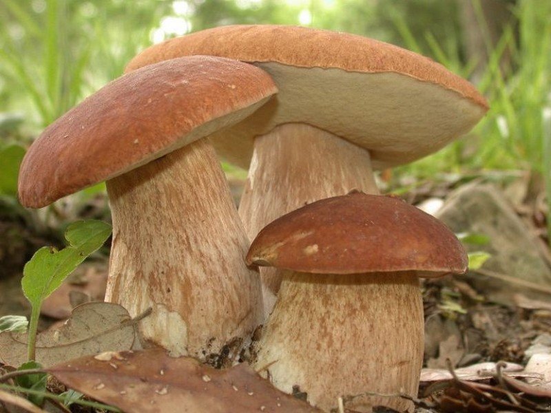 Как вырастить белые грибы