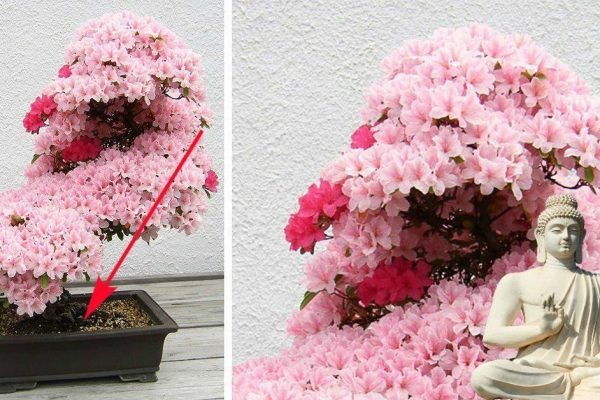 Какие комнатные растения затащат счастье в дом