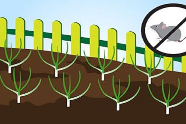 Как вырастить чеснок на грядке: лучшие рекомендации для садоводов-любителей.