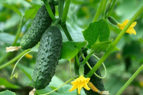 Какие удобрения использовать при выращивании огурцов