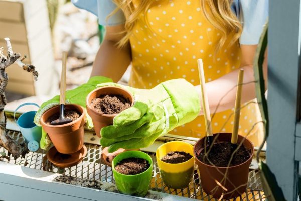 Гид по выращиванию лука на подоконнике