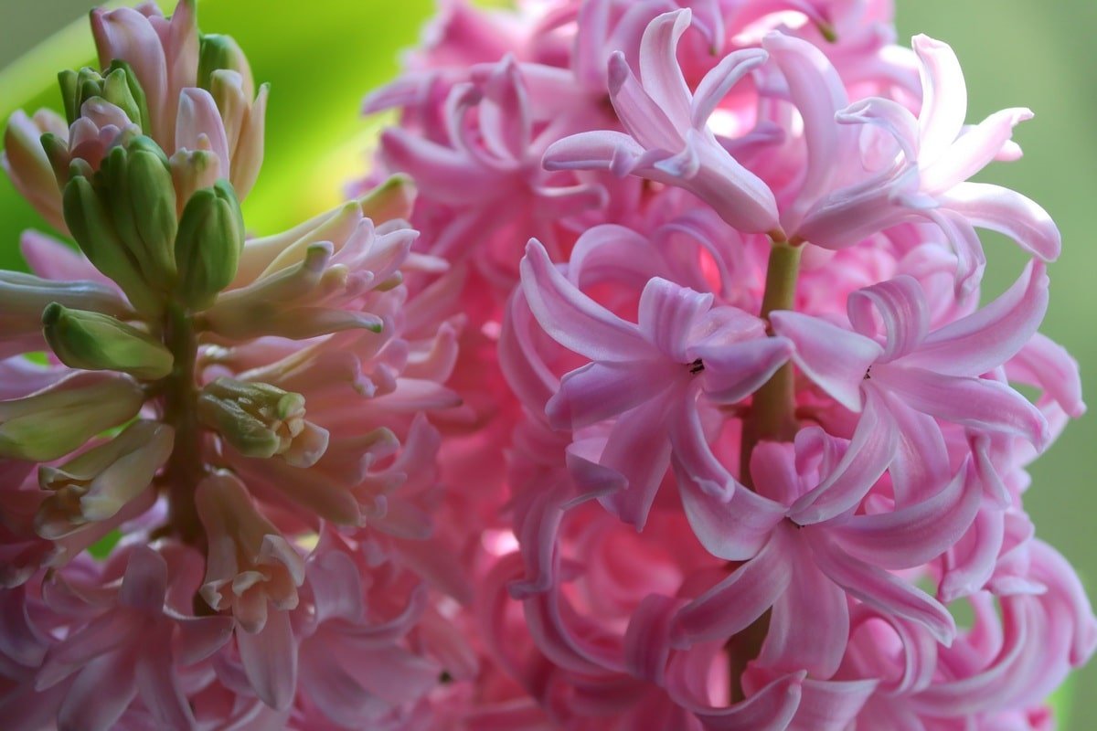 Цветок Hyacinthus Pink