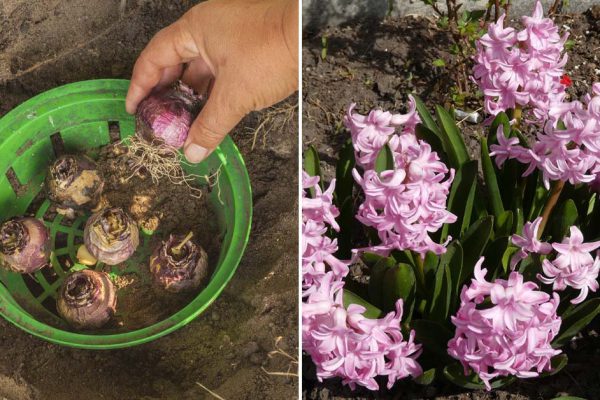 Чтобы получить новые саженцы, гиацинт можно резать и размножать бесконечно, показываю трюк