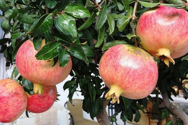 Экзотическое растение на подоконнике: как вырастить гранат из косточки.