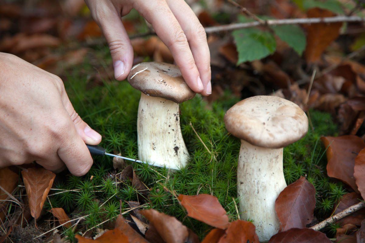 Дедушкин метод засеять белыми грибами все грядки возле дома грибы, грибов, можно, чтобы, участке, возле, грибами, своем, способ, выращивания, пакет, выращивать, роста, солому, растут, домашних, сделай, помещении, высадкой, влаги