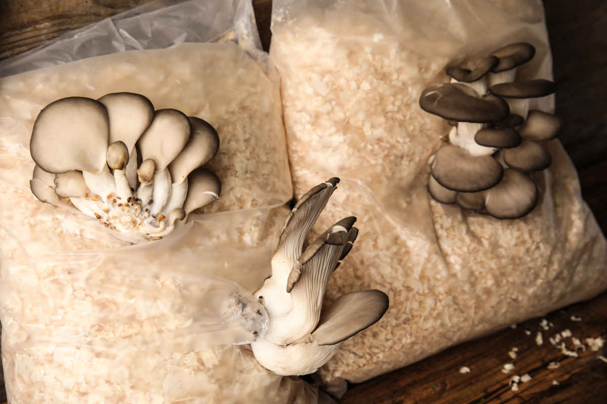 Дедушкин метод засеять белыми грибами все грядки возле дома грибы, грибов, можно, чтобы, участке, возле, грибами, своем, способ, выращивания, пакет, выращивать, роста, солому, растут, домашних, сделай, помещении, высадкой, влаги