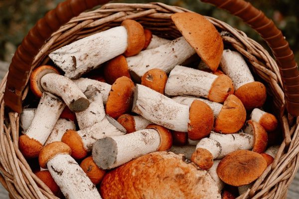 Дедушкин метод засеять белыми грибами все грядки возле дома